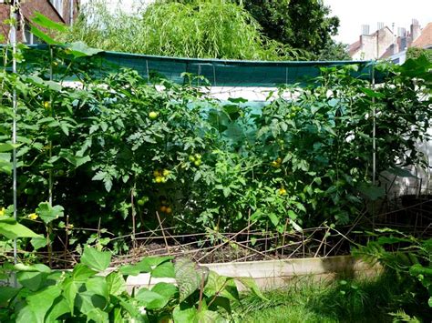 Raised Bed Tomato Plants Diary Of A Brussels Kitchen Garden