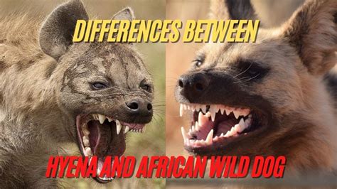 Whats The Differences Between Hyena And African Wild Dog Who Can Win