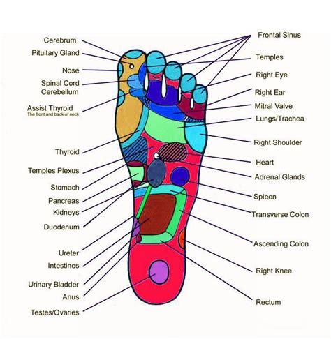 The Organs Of Your Body Have Their Sensory Touches At The Bottom Of