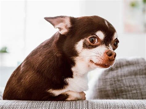 Chihuahua Mirando Al Fotógrafo Todo Lo Que Hay Que Saber Del Chihuahua