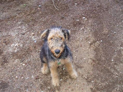 Find the perfect airedale terrier puppy for sale in north carolina, nc at puppyfind.com. Airedale Puppies for sale in Campbell River, British ...