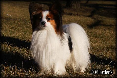 Papillon And Phalène The Breed Archive