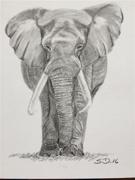 Elefant Bleistiftzeichnung Bleistiftzeichnung Elefant Zeichnung