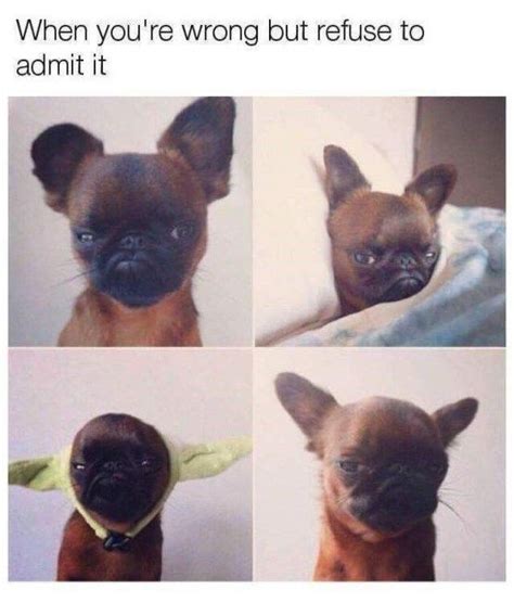 F1 formula 1 zoom subtitles meme funny memes. 60 + New Hot Funniest Dog Memes to Welcome 2020 | FallinPets