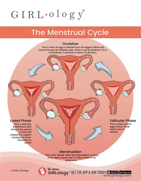 Stages Of The Menstrual Cycle Diagram