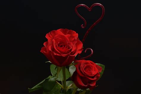 Kostenlose Foto Blume Blütenblatt Liebe Herz Romantik Rosa
