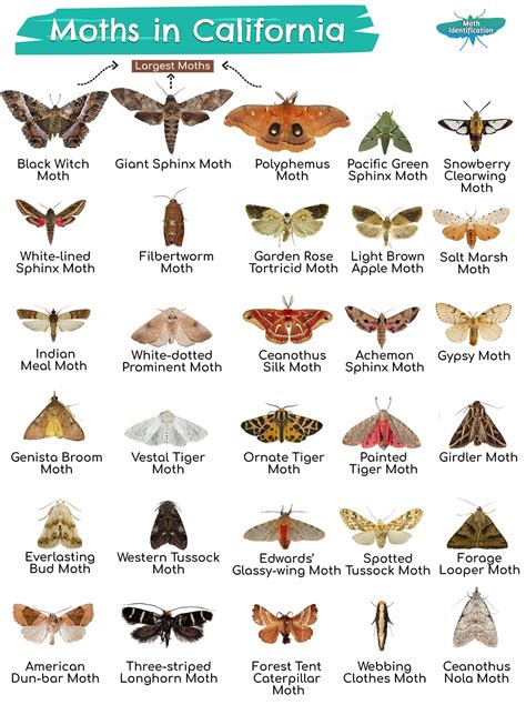 Types Of Moths In California