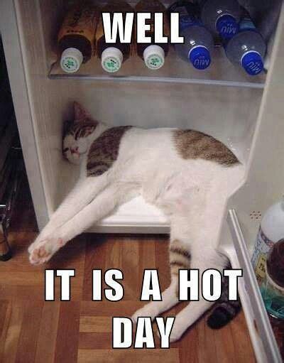 Texas Heat Hot Summer Heat Waves Funny Cat Cats Crazy Cats Funny