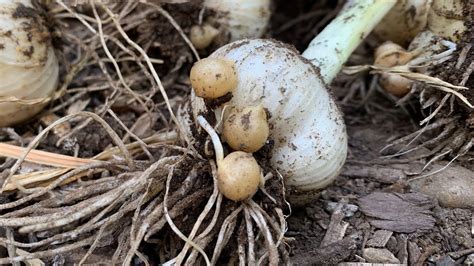 If you're looking for elephant garlic bulbs or bulbils, i'd recommend looking locally in your area. Grow Elephant Garlic From Seed (Corms) - YouTube