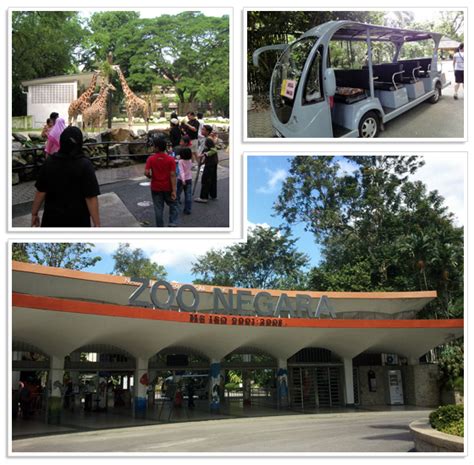Trip.com provides travelers with information about zoo negara malaysia like the address, business hours, ticket prices, a general introduction, recommendations nearby, hotels, restaurants, reviews, and more. Kuala Lumpur National Zoo | Attractions | Wonderful Malaysia