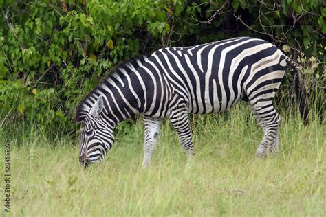 The Plains Zebra Equus Quagga Formerly Equus Burchellii Standing In