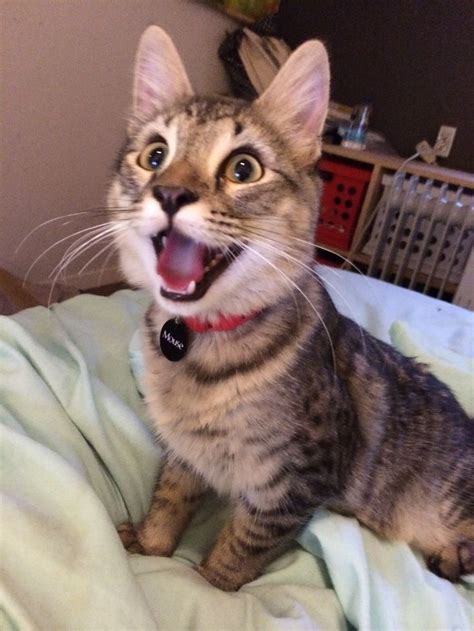 The Worlds Happiest Cat Imgur Excited Cat Silly Cats Funny Cat