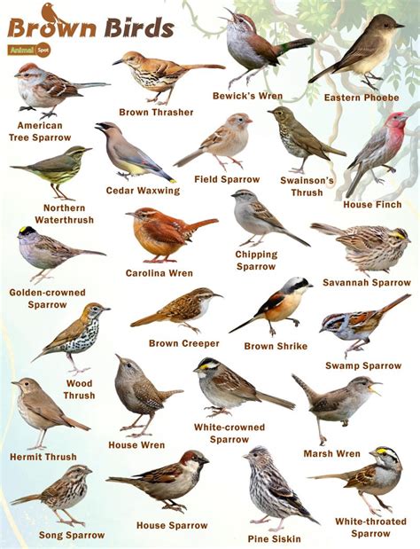Brown Birds Facts List Pictures