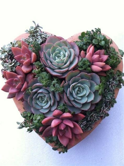 Succulent Heart For Valentine S Day Succulent Garden Design Succulents Succulent Garden Diy