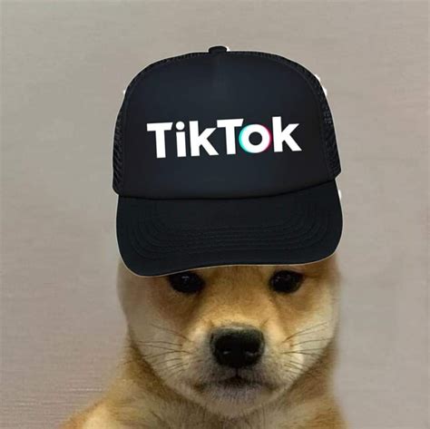 1080x1080 pixels windoge 8 doge computer wallpaper mexico dogs communist doge doge wallpaper 1080 px doge meme twinkie. Pin by Stilly on Only Doge | Dog hat, Dog images, Pup