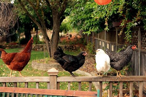 Well, if any of this sounds like a dream come true to you, then you'll want to tune into this complete guide to raising backyard chickens. Raising Chickens in New York City: Laws, Tips and ...