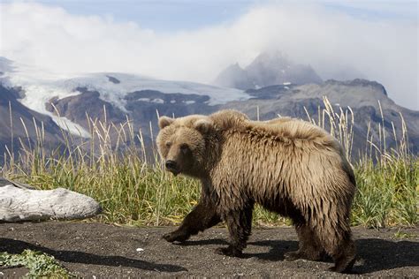 Grizzly Bear Ursus Arctos Horribilis Photograph By Matthias Breiter