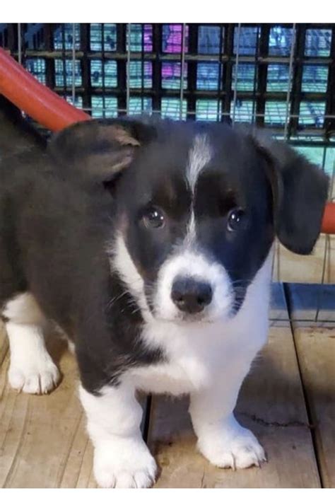 We work with them from the beginning. Cardigan Welsh Corgi Puppies For Sale | Jacksonville, TX ...