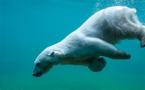 Papéis De Parede Urso Polar Natação Subaquático 2560x1600 Hd Imagem