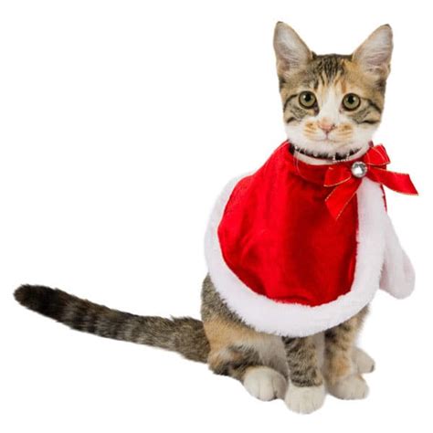 Black Friday And Cyber Monday The Best Deals For Cat Lovers Catster