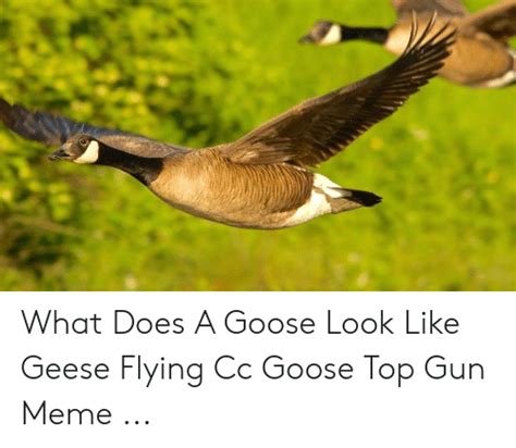 What Does A Goose Look Like Geese Flying Cc Goose Top Gun Meme Meme