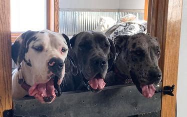 3 years 8 months old. Northern Colorado Great Danes & Nutrition - Great Dane Puppies