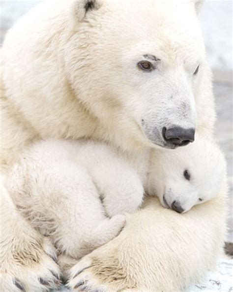 Wow The Polar Bear Mom Is Sooo Beautiful Baby Polar