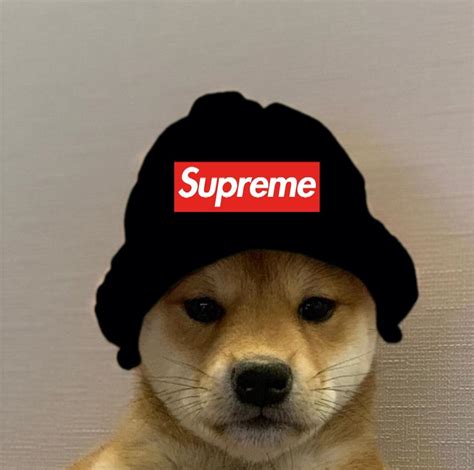 Supreme Dogwifhat Dogwifhat Know Your Meme