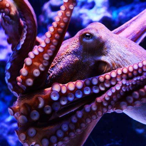 Cephalopods Latest News Photos And Videos Wired