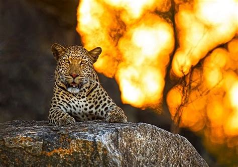 Image Panthera Pardus Kruger National Park All About Cats Leopards
