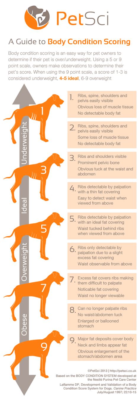 A Guide To Body Score Conditioning In Dogs