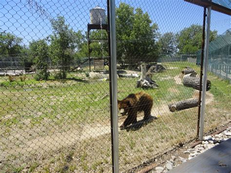 Grizzly Bear Exhibit Zoochat