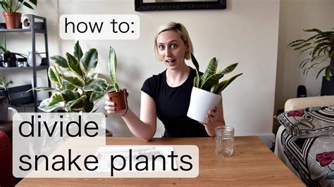 Check spelling or type a new query. DIVIDING SNAKE PLANT PUPS | How to Propagate Sansevieria ...
