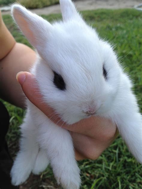 Hare Gorgeous Picture Cute Baby Bunnies Pet Bunny Fluffy Animals