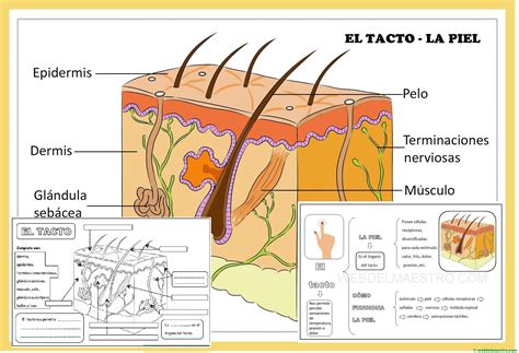 El Sentido Del Tacto Web Del Maestro