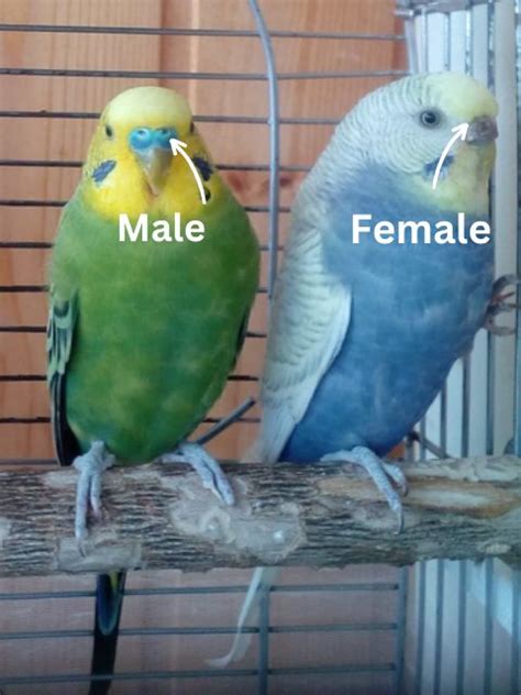 How To Tell The Gender Of A Parakeet Parrot Hub