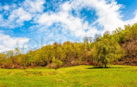 Tree On The Grassy Meadow In Mountains Stock Image Colourbox
