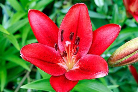 Red Asiatic Lily Pictures Stock Photos Pictures And Royalty Free Images
