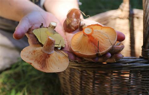 Wild Mushroom Hunt Nsw Holidays And Accommodation Things To Do