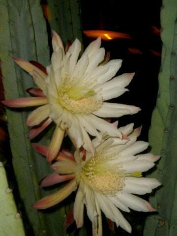 Finding plants that shimmer with light colored flowers will transform your garden into a evening/nighttime paradise. A flower that only blooms at night....So dramatic | Bloom ...