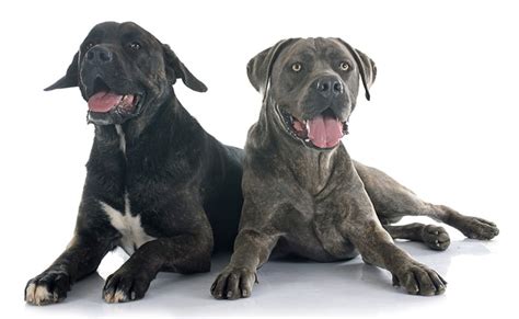 Cane Corso Price How Much Do They Cost My Dogs Name