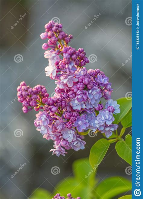 Blooming Lilac Branch In Springtime A Branch Lilac Blossoms Beautiful