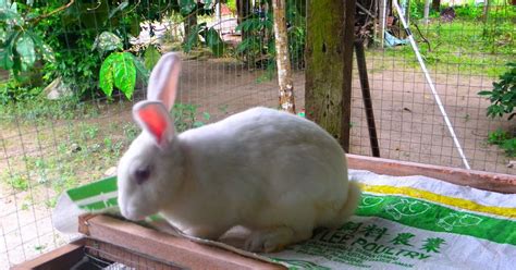 Arnab Pedaging Jenis Jenis Arnab Yang Ada Kat Kg Air Kuning Rabbit