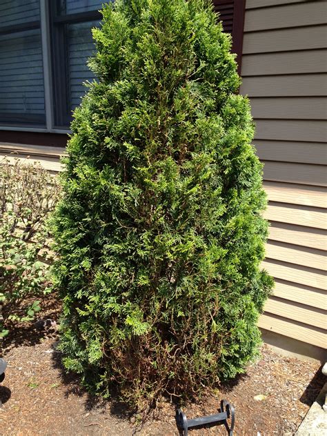 How To Get Rid Of Bagworms On Evergreen Trees
