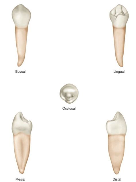 The Permanent Maxillary And Mandibular Premolar Teeth
