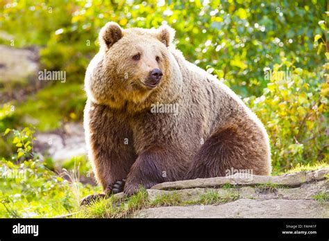 Big Adult Brown Bear Sitting In The Sunset Stock Photo Alamy