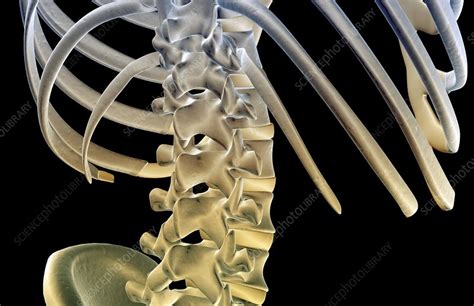 Kids definition of backbone 1 : The bones of the lower back - Stock Image - F001/9329 - Science Photo Library