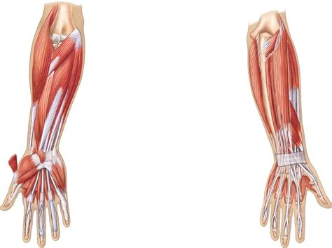 Muscles Of Hand Wrist And Forearm Anterior Left And Posterior Right
