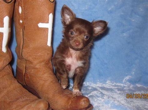 Chihuahua Male Puppy Long Hair With Ckc Reg For Sale In Choctaw