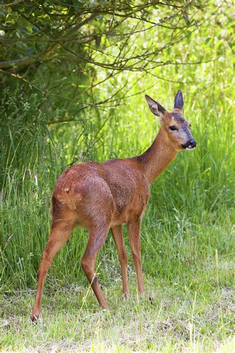 Roe Deer Photograph By John Devriesscience Photo Library